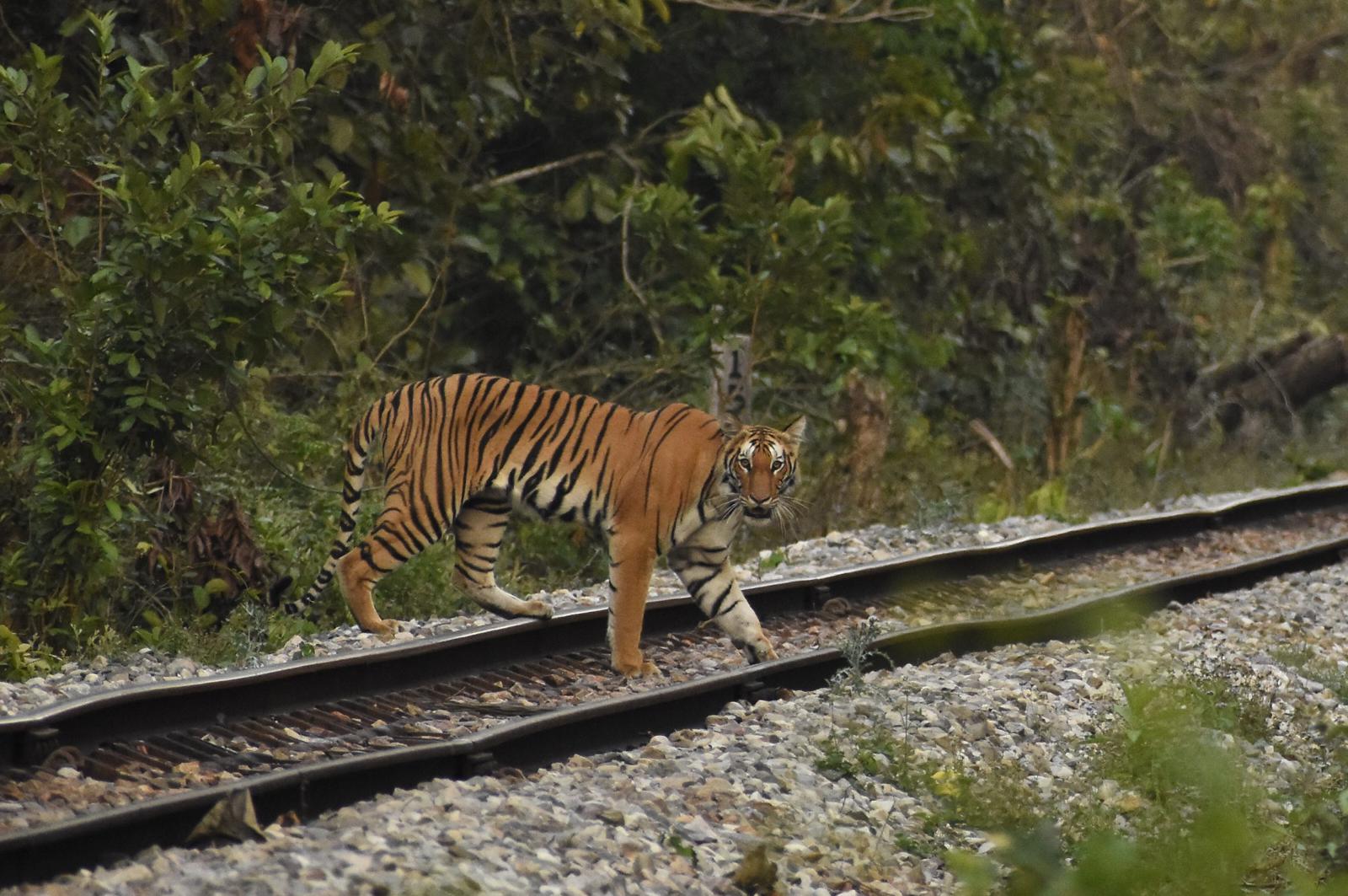 Uttar Pradesh Unleashed: From Festival Frenzy to Prowling Through Ancient Tiger Trails!