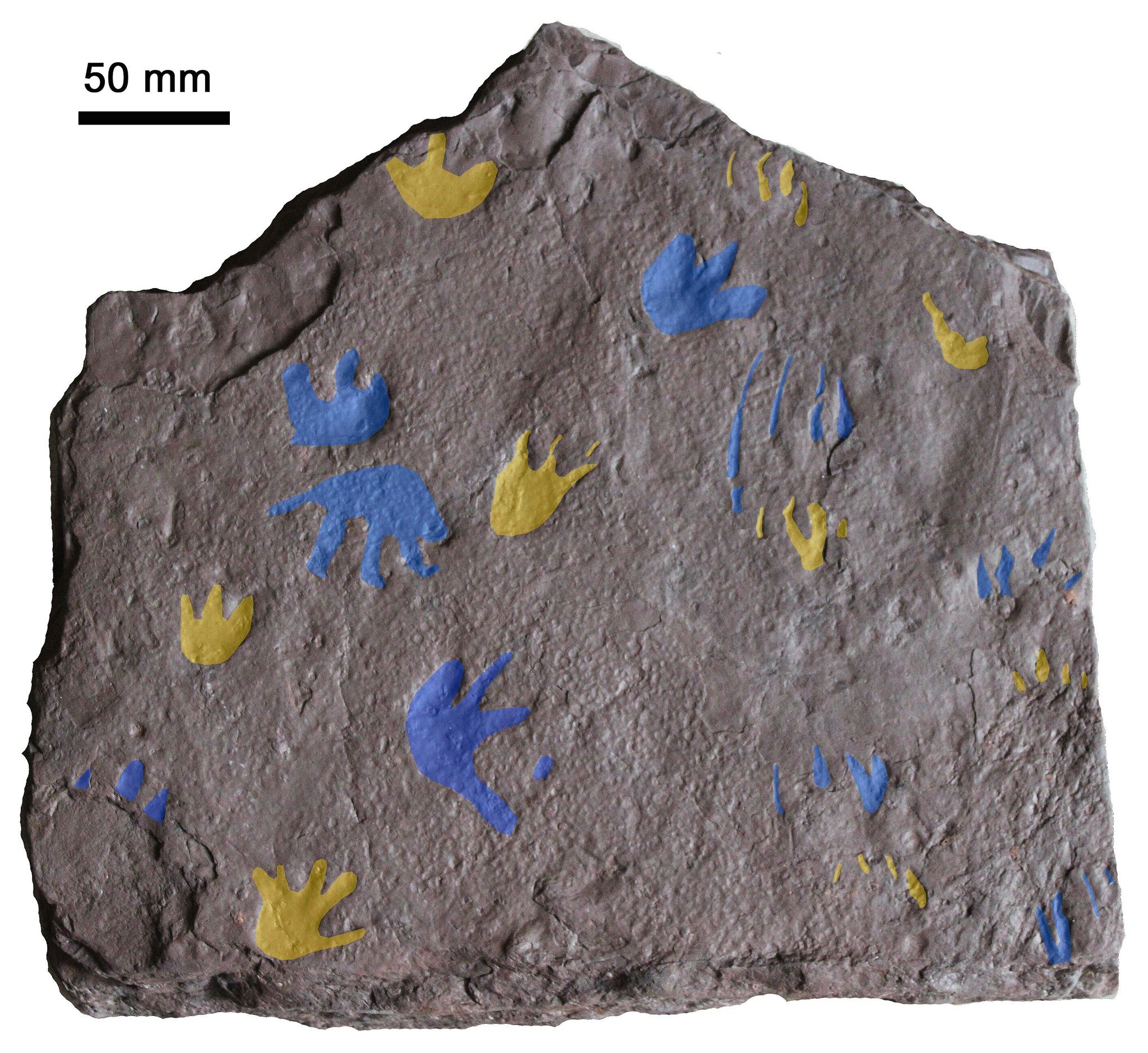 Trailblazing Tracks: Earliest Reptile Footprints Step All Over Evolution’s Timeline