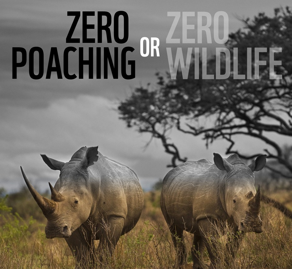 Beyond Poaching The Fight to Save Our Planet's Wildlife