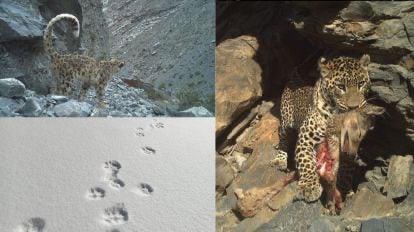 Snow Majesty: Himachal Revealed as Home to 83 Elusive Leopards