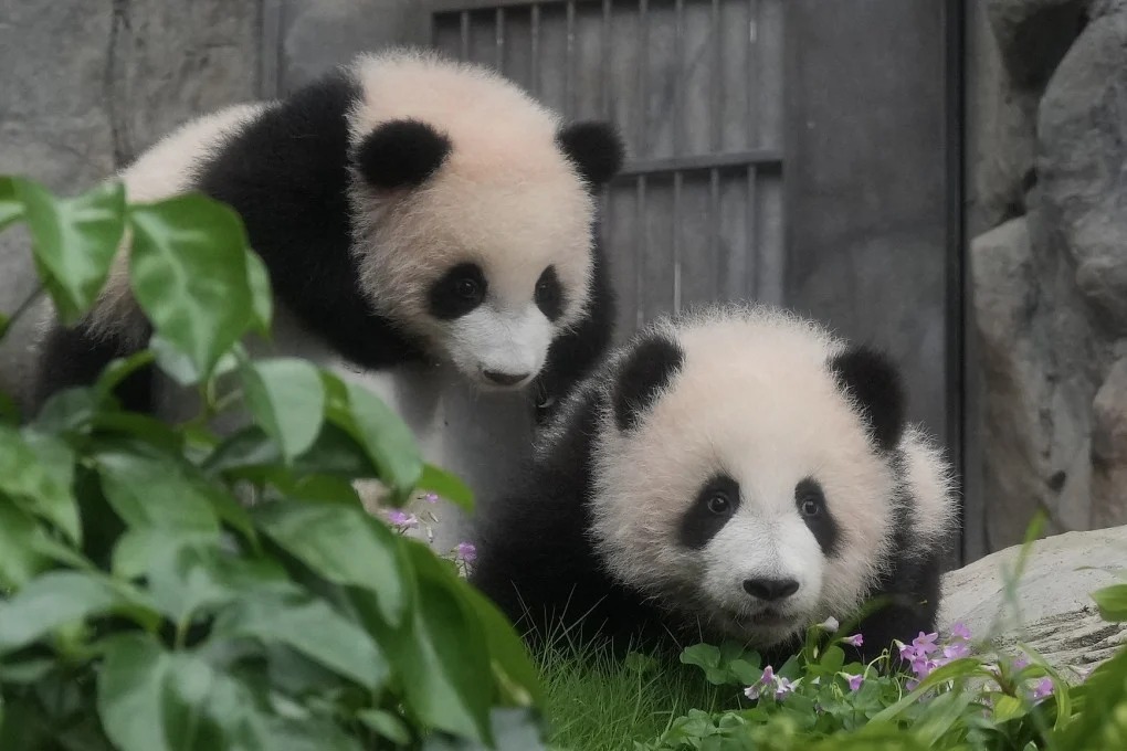 Hong Kong's Panda Twins Make Public Debut Today