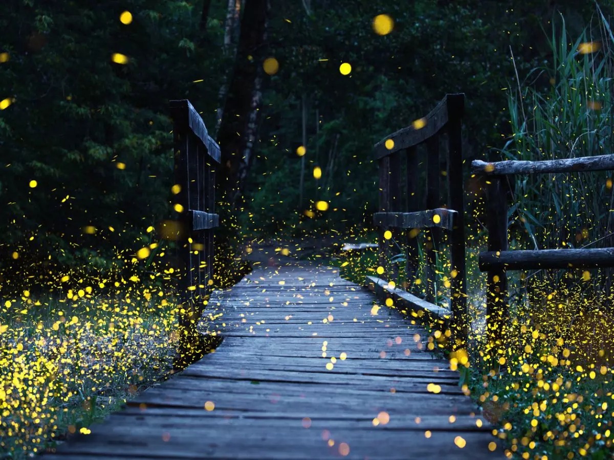 Glow Trails and Whispering Woods: 8 Enchanted Firefly Havens Across India