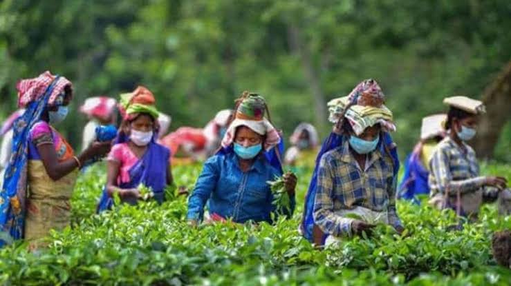 Beyond Darjeeling: South Indian Teas Face Global Headwinds