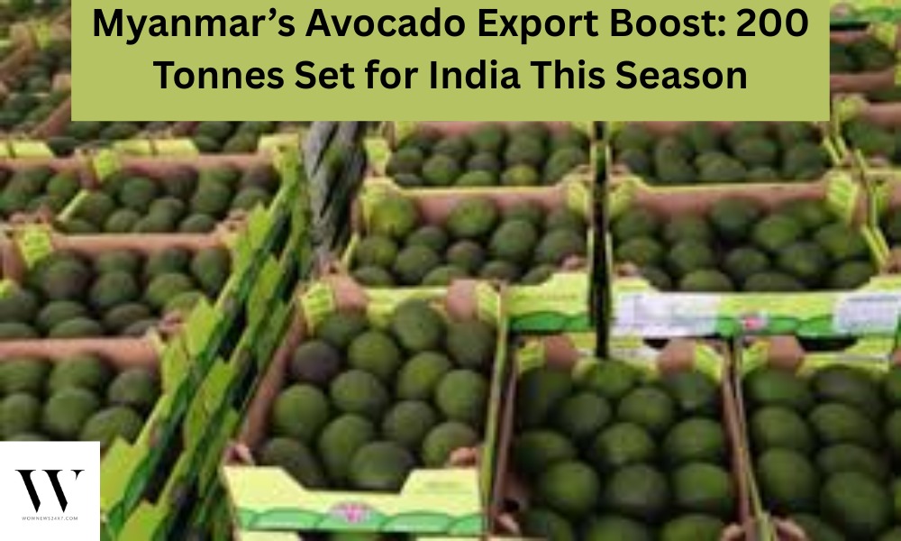 Myanmar’s Avocado Ambitions: 200 Tonnes of Frozen Fruit Headed to Indian Shores, Declares MTPO