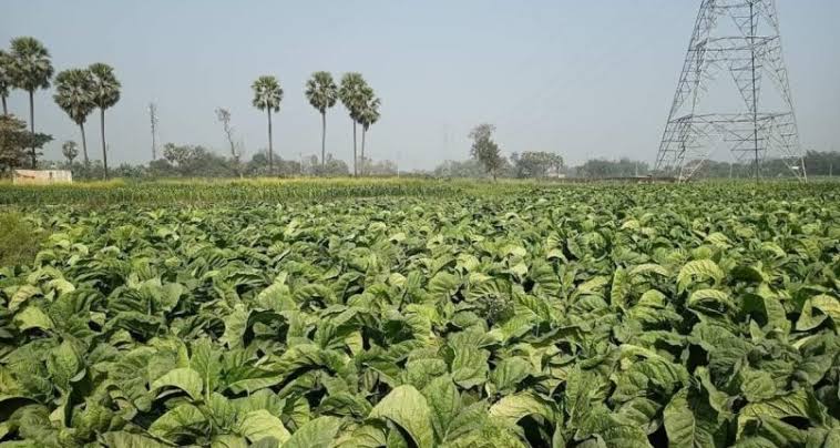 Smoother Seasons Ahead: 83,000+ Tobacco Farmers Toast to Triple-Year License Relief