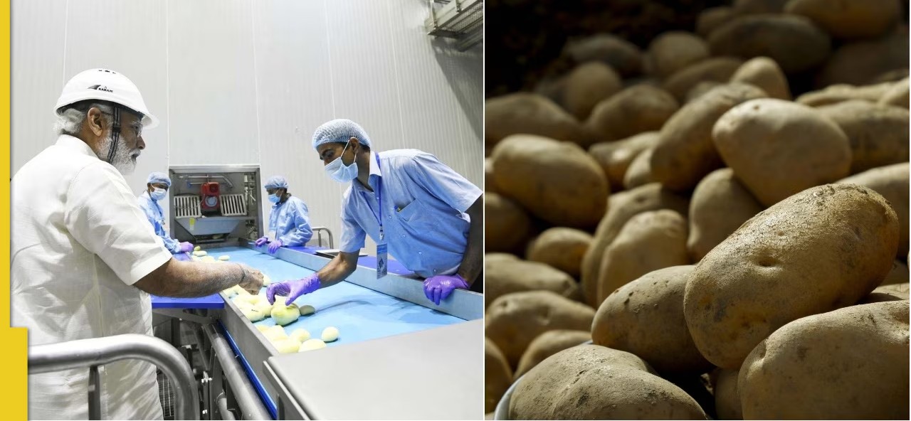 Crispy Success: India’s French Fry Industry Grows from Imports to Exports