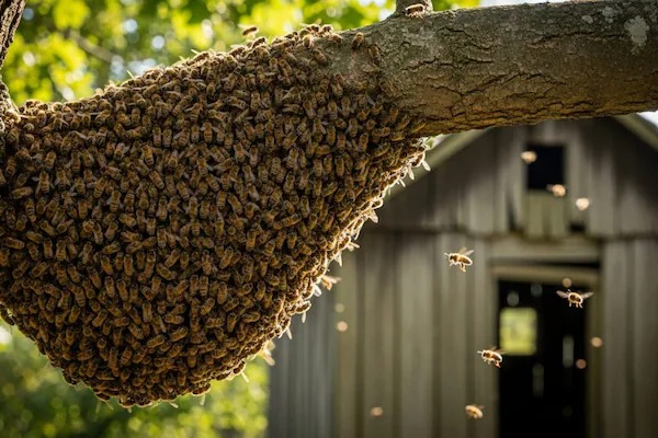 How To Identify Honey Bee Nest Around Your Home