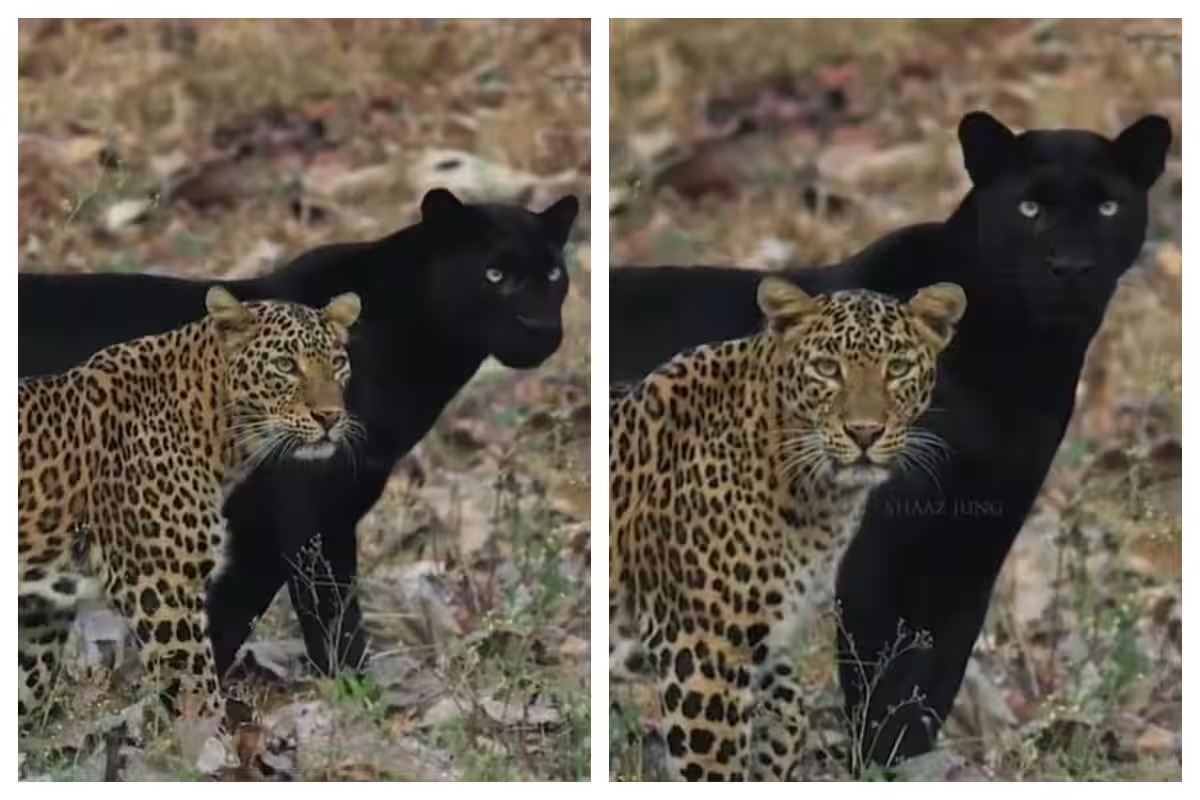 Nature’s Rare Harmony: Black Panther and Leopard Spotted Drinking Together at Bhadra