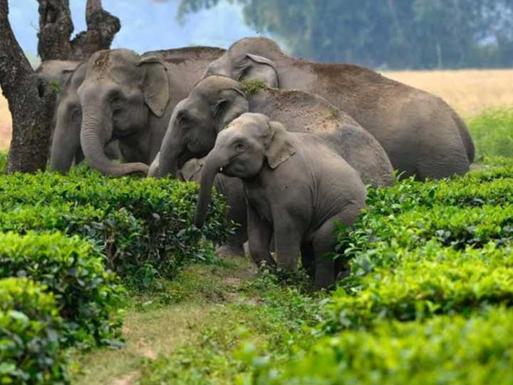 Conservation Efforts Show Promise as Human-Elephant Conflicts Decline in Assam