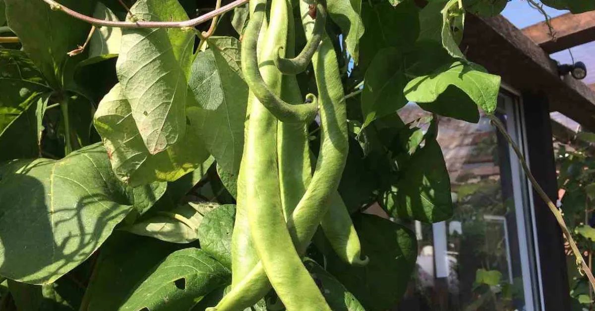 From Doubts to Bounty: Vijay Sharma’s Urban Gardening Success