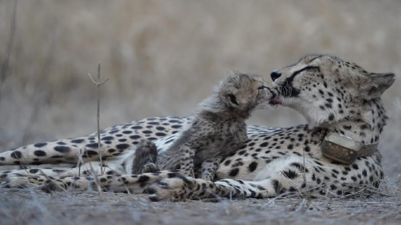 Cheetah Cubs Celebrate Mother's Day With Their Fierce and Loving Moms