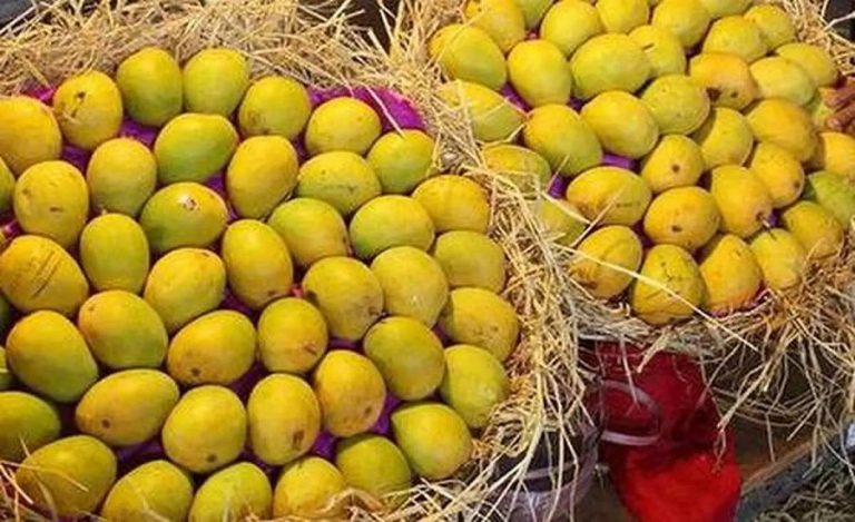 Golden Fruit Goes Global: Gujarat’s Kesar Mango Exports Cross 3,000 MT Mark