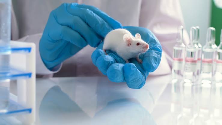 From Lab to Life: How Humanized Animal Models are Shaping the Future of Medicine