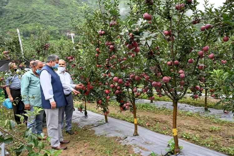 Apples in July? Himachal’s Harvest Rakes in Juicy Returns