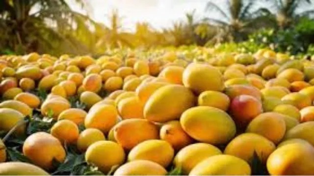 Mango Supply Dips, Prices Rise In Davangere Markets Amid Poor Harvest