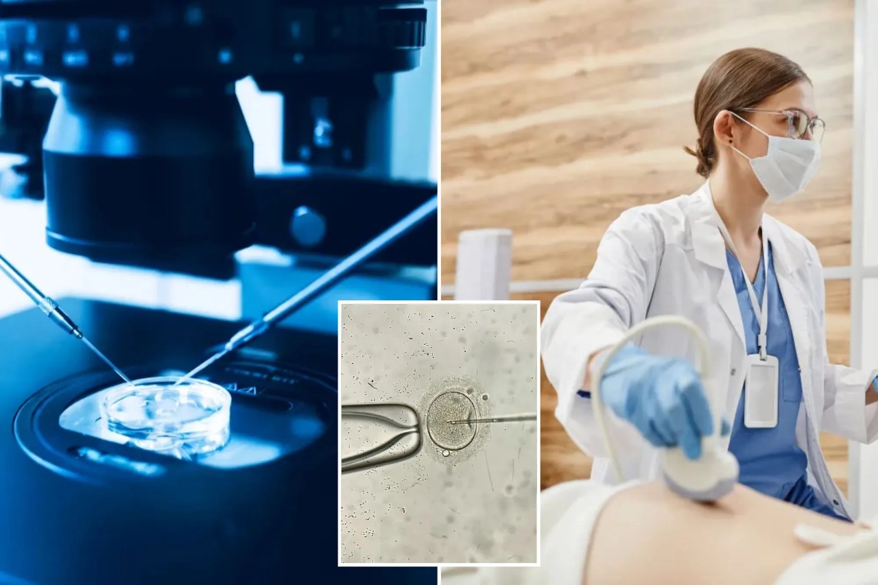 IVF Breakthrough: Real-Time 3D Video Reveals How Embryos Implant, Offering New Hope for Fertility