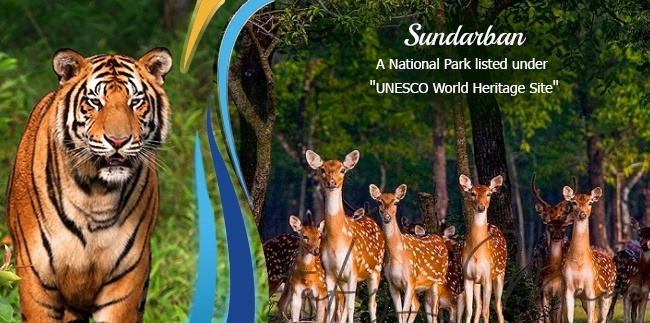 Sunderbans to Get a New Museum: Unveiling the Untold Stories of the World’s Largest Mangrove Forest