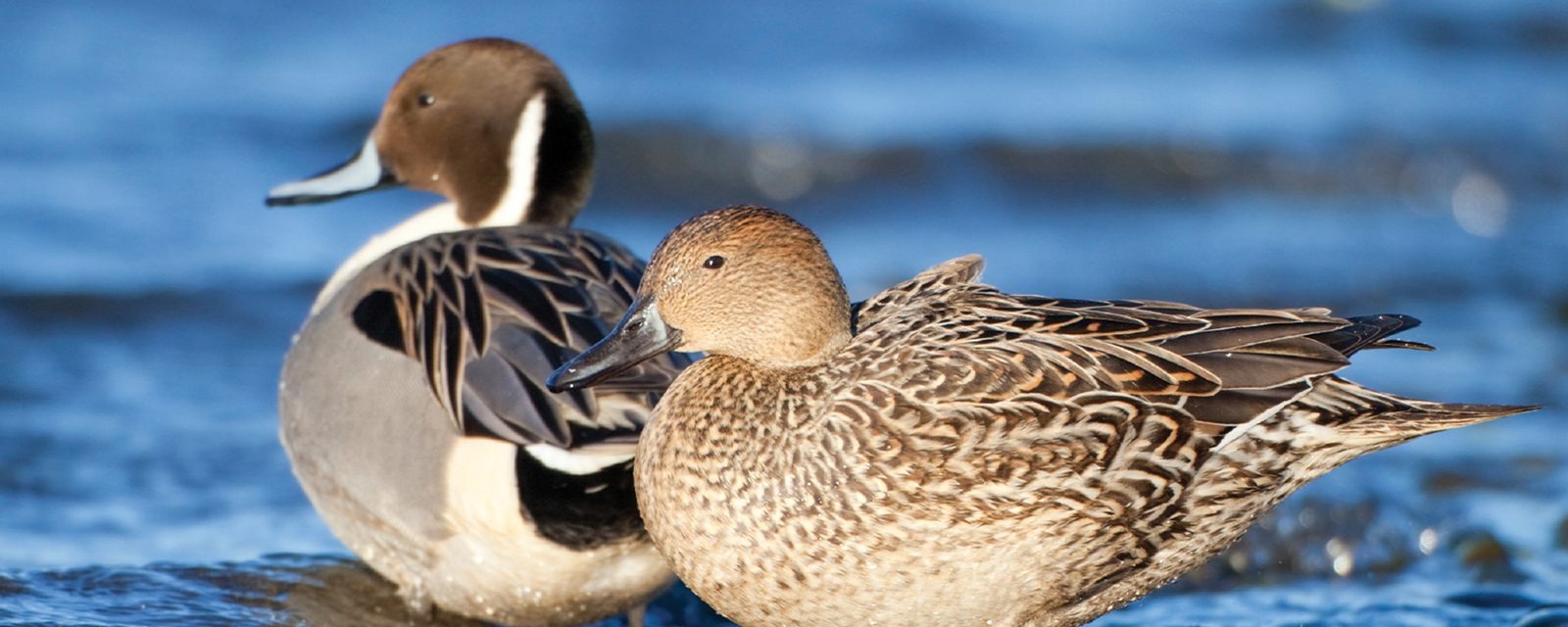 Pintail Birds Transform California's Water Bodies into Scenic Wonders