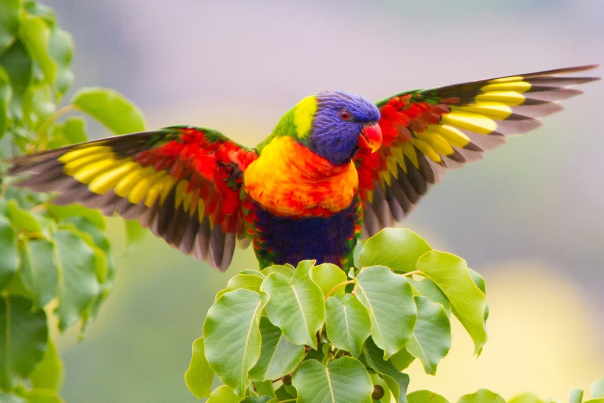 India's Avian Treasures: 8 Exceptional Bird Species That Exist Nowhere Else on the Planet