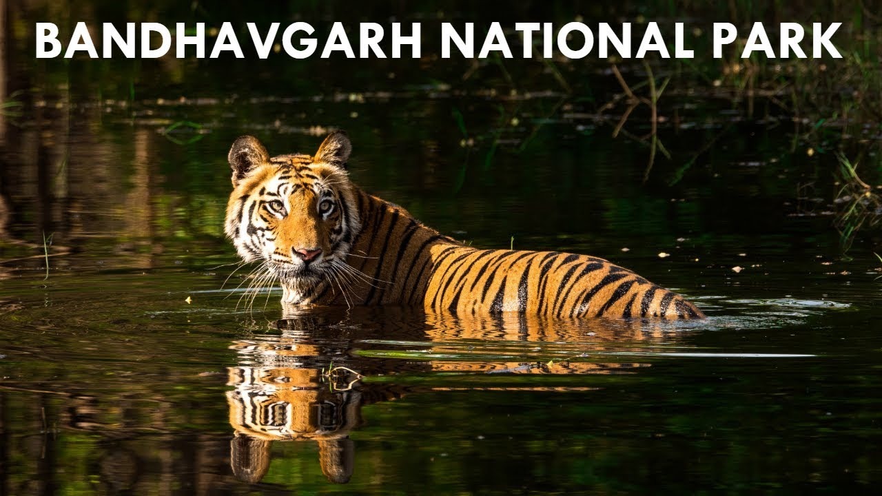 Beyond the Stripes: Bandhavgarh’s Next Generation Steps Up for Tiger Day