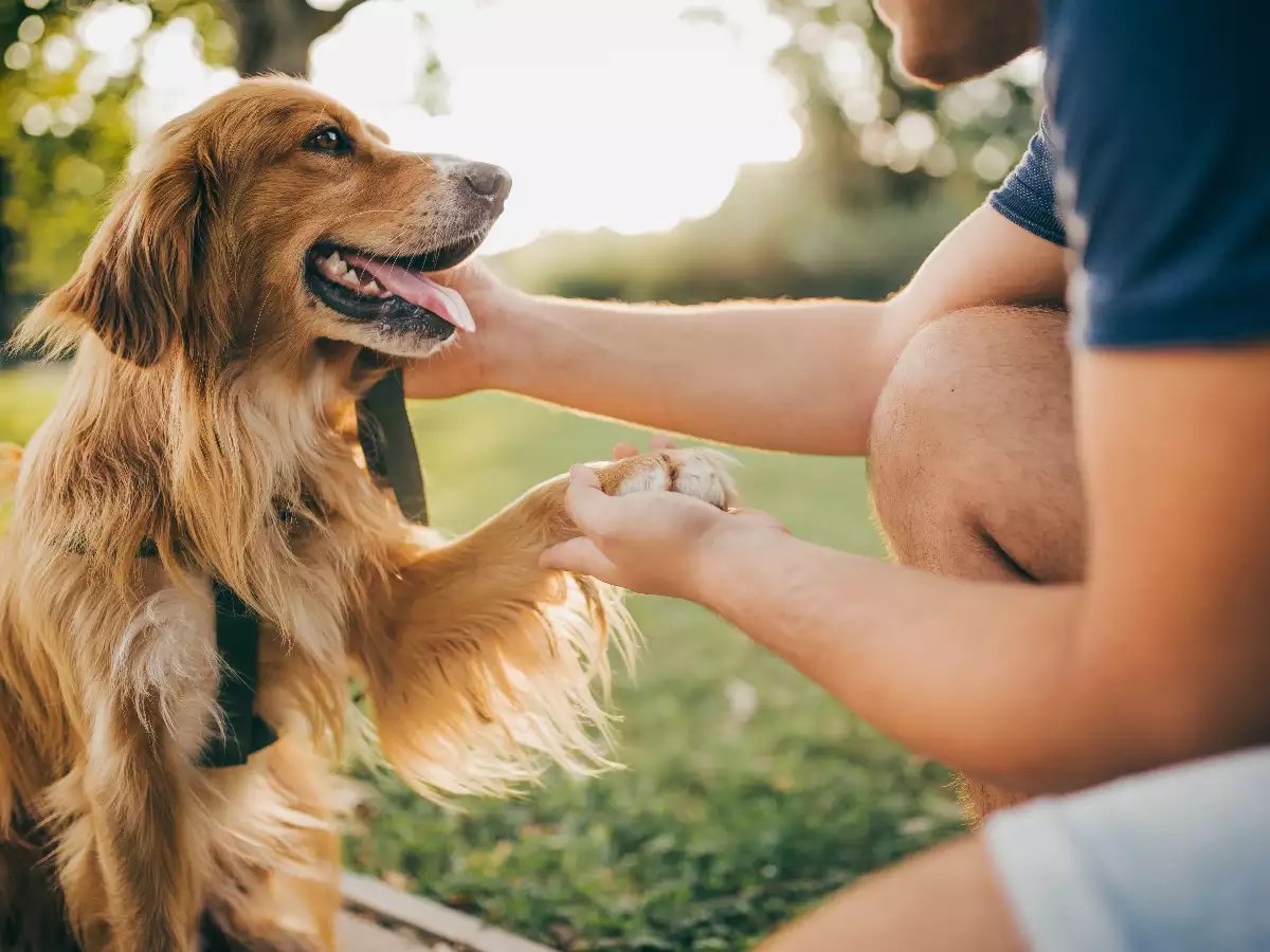 Furry Celebrities: The Rise of Pet Influencers in Pet Care Marketing