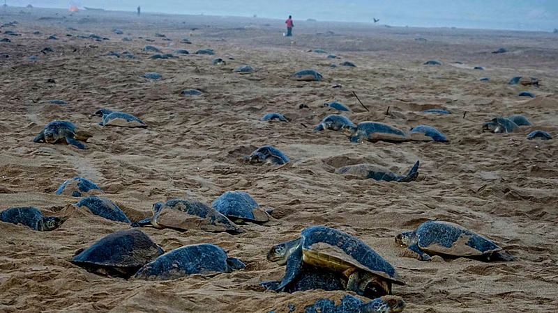 Karnataka’s Turtle Trailblazers: Geo-Tagging Olive Ridleys for a Conservation Revolution