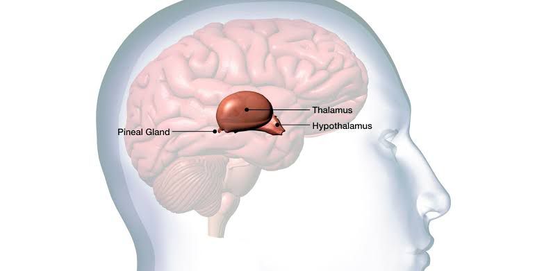 Neural Bouncer Found: Scientists Spot the Brain’s VIP Gate to Consciousness
