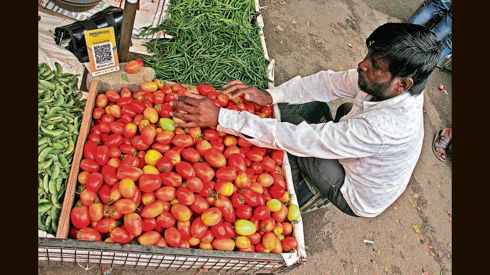 Tomato Prices in Maharashtra Crash: Farmers Face Financial Ruin as Oversupply Hits Market
