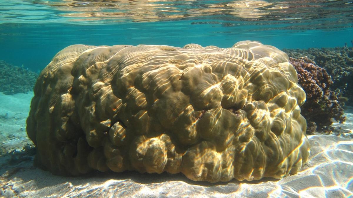 Sinking Truths: New Data Reveals Alarming Sea-Level Rise Around Maldives and Lakshadweep