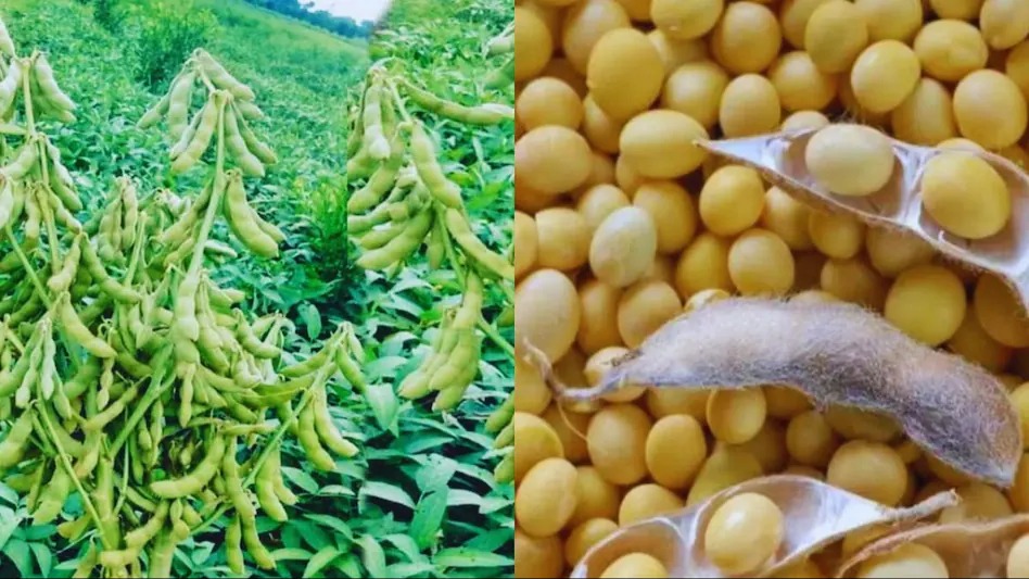 The Soybean Story: Unpacking India’s Production Woes in 2025