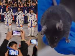 Four Tiny Astronauts Return: Mice Mission Marks Milestone in Space Biology
