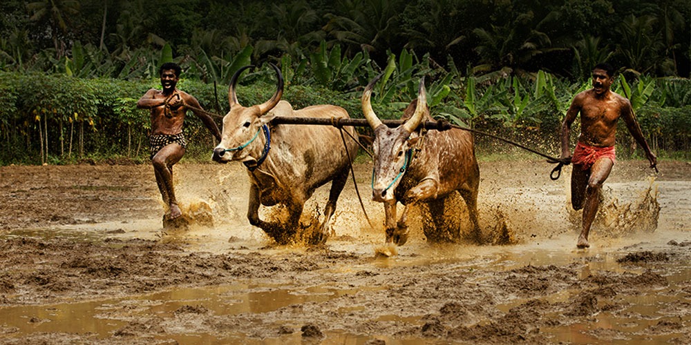 Kerala’s Bull Surfing Legacy Faces Extinction: Maramadi Fades from Fields