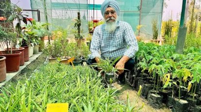 Retired Teacher Cultivates a Thriving Medicinal Plant Nursery in Punjab’s Malerkotla