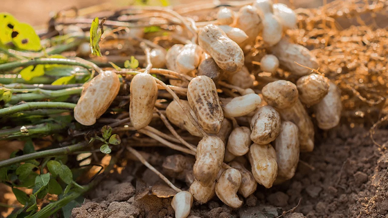 The Peanut Revolution: How a Small Nut Became a Giant in Agriculture