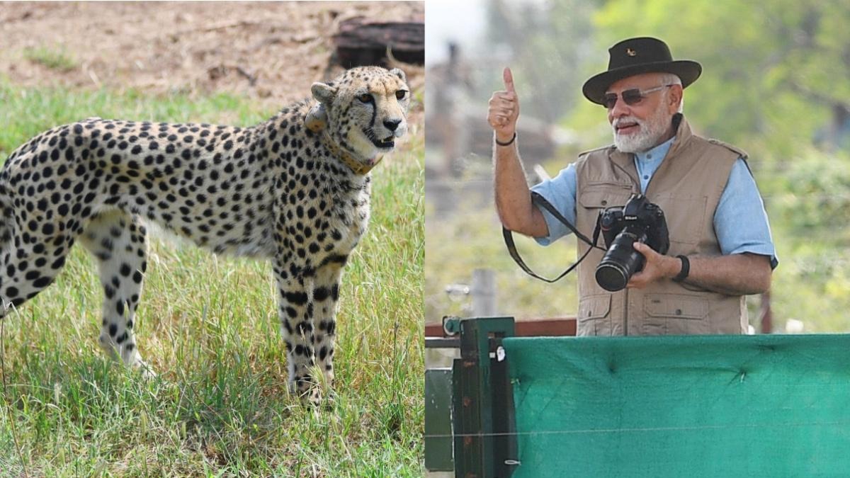 Modi's Cheetah Triumph: 32 Big Cats Roar Back – Wildlife Heroes Honored!