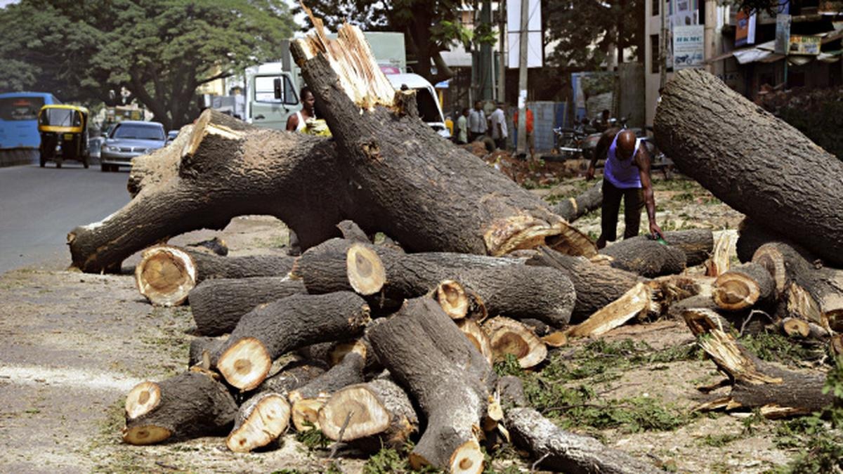 Green Light For Growth: 5,746 Trees To Be Felled For Highway Expansion In Shahjahanpur