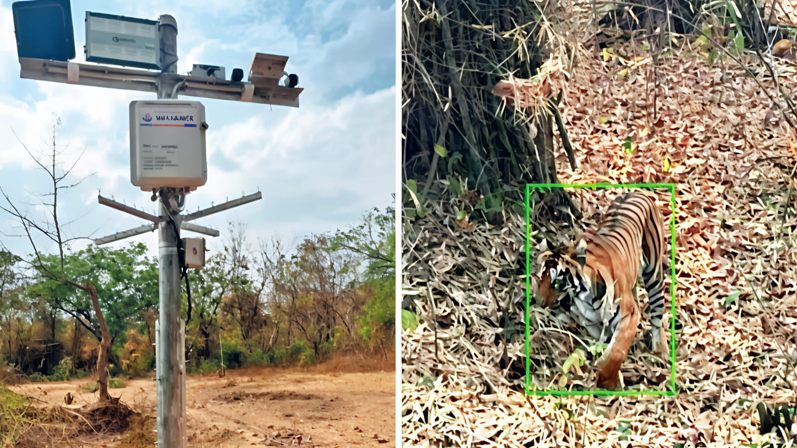 Beasts vs. Bytes: Maharashtra Unleashes AI Army to Guard Villages from Tiger Threat