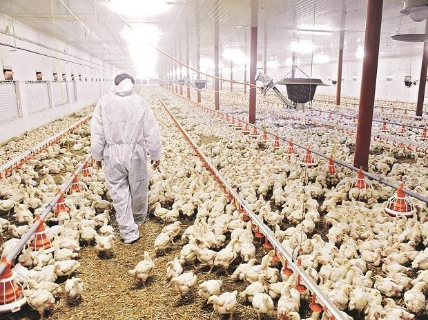 EW Group To Invest Rs 200 Crore In India’s Poultry Sector