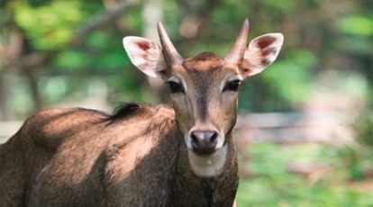 Delhi Zoo Mourns Loss of Nilgai and Last Jaguar Due to Natural Causes