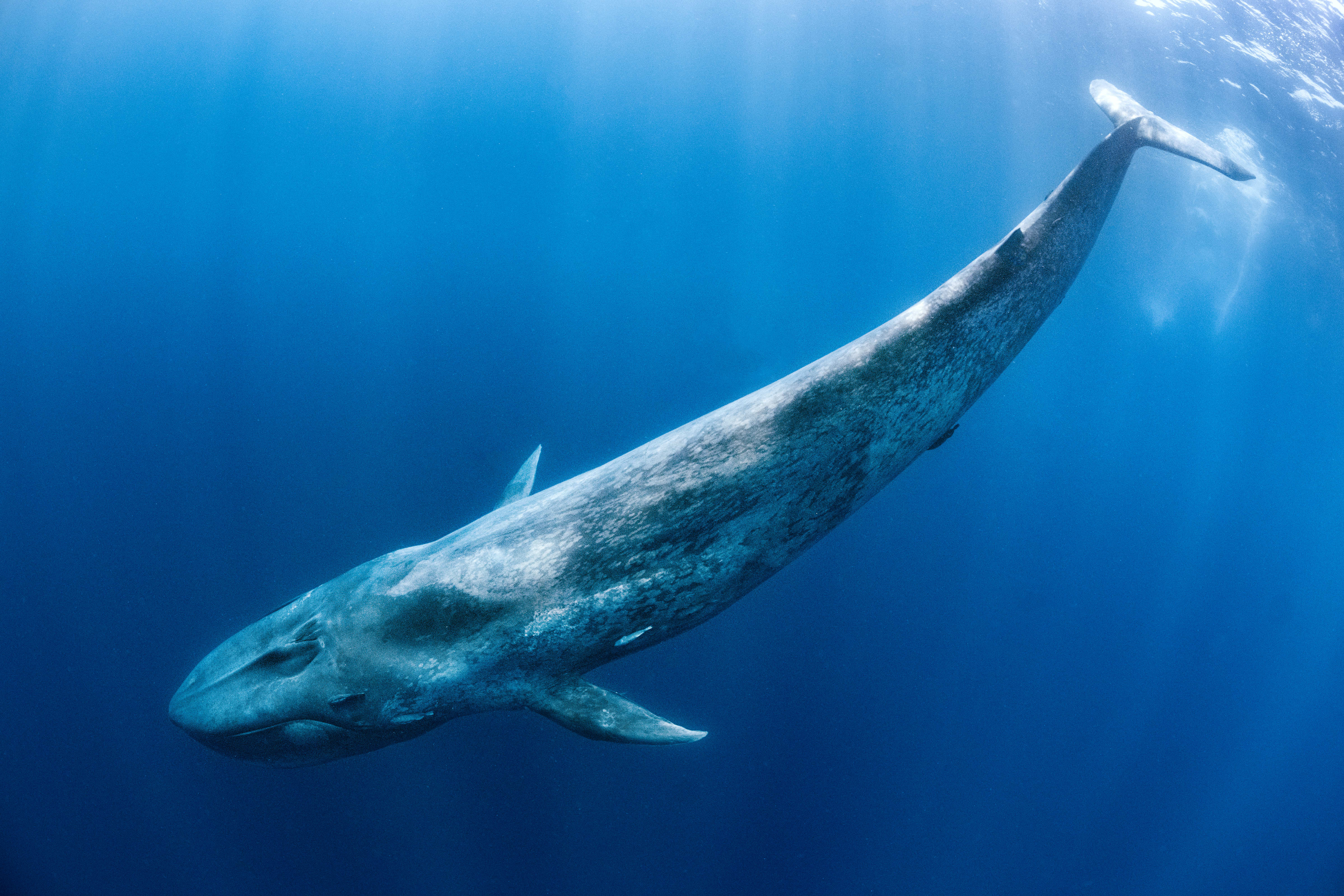 The Ocean’s Gentle Giants: 7 Astonishing Facts About Blue Whales