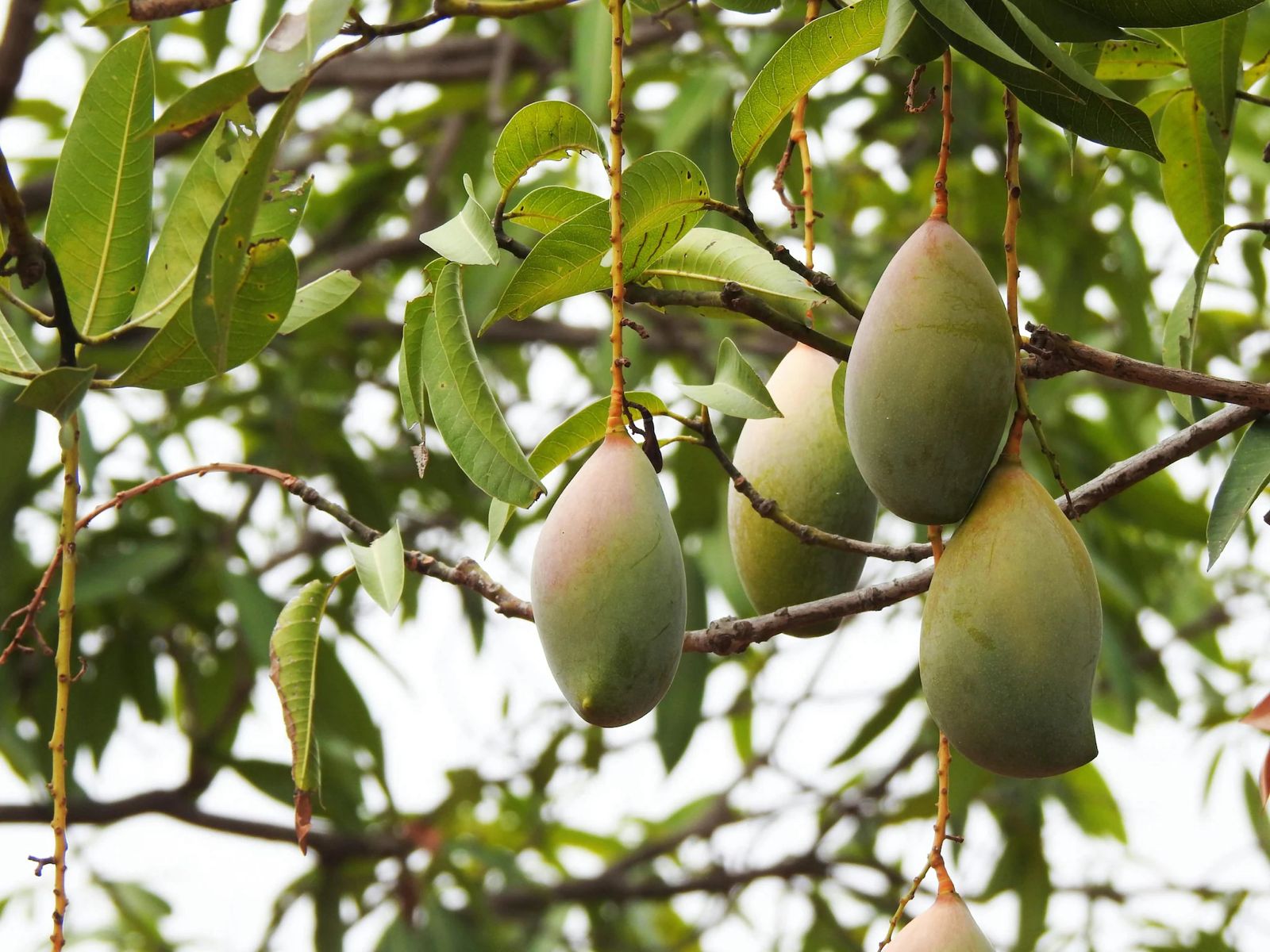How To Cultivate Rs 3 Lakh Miyazaki Mangoes In Your Garden Step-By-Step