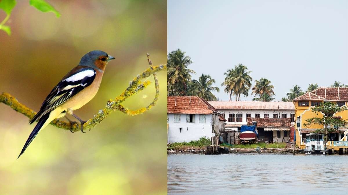 Mystical Wings of India: Kochi Tops 2025’s Birdwatching Boom with Exotic Migratory Marvels