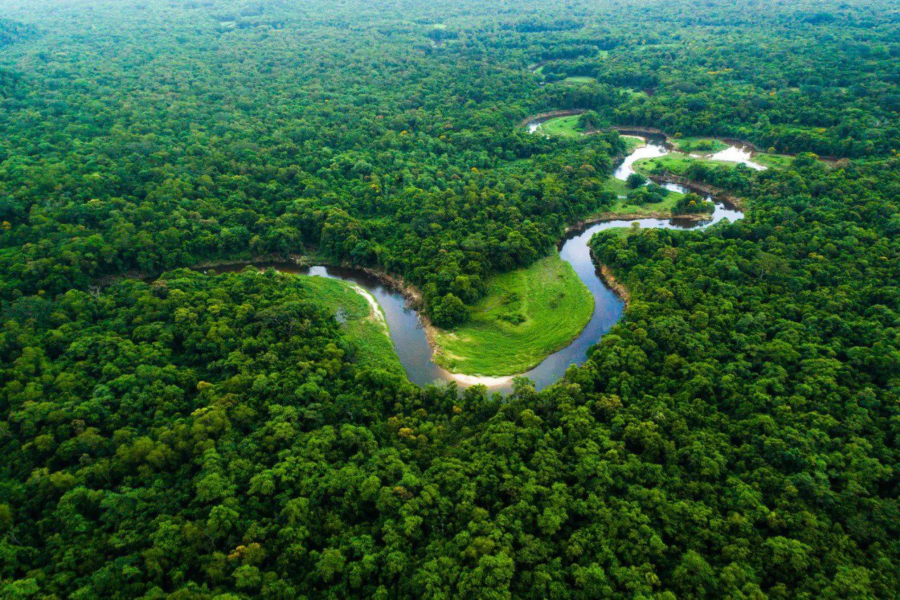 Branching Out: UP Govt’s Mini-Forests Set to Cool City Streets