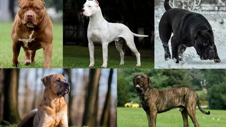 Paw-hibited: India Leashes 8 Dog Breeds in Nationwide Ban
