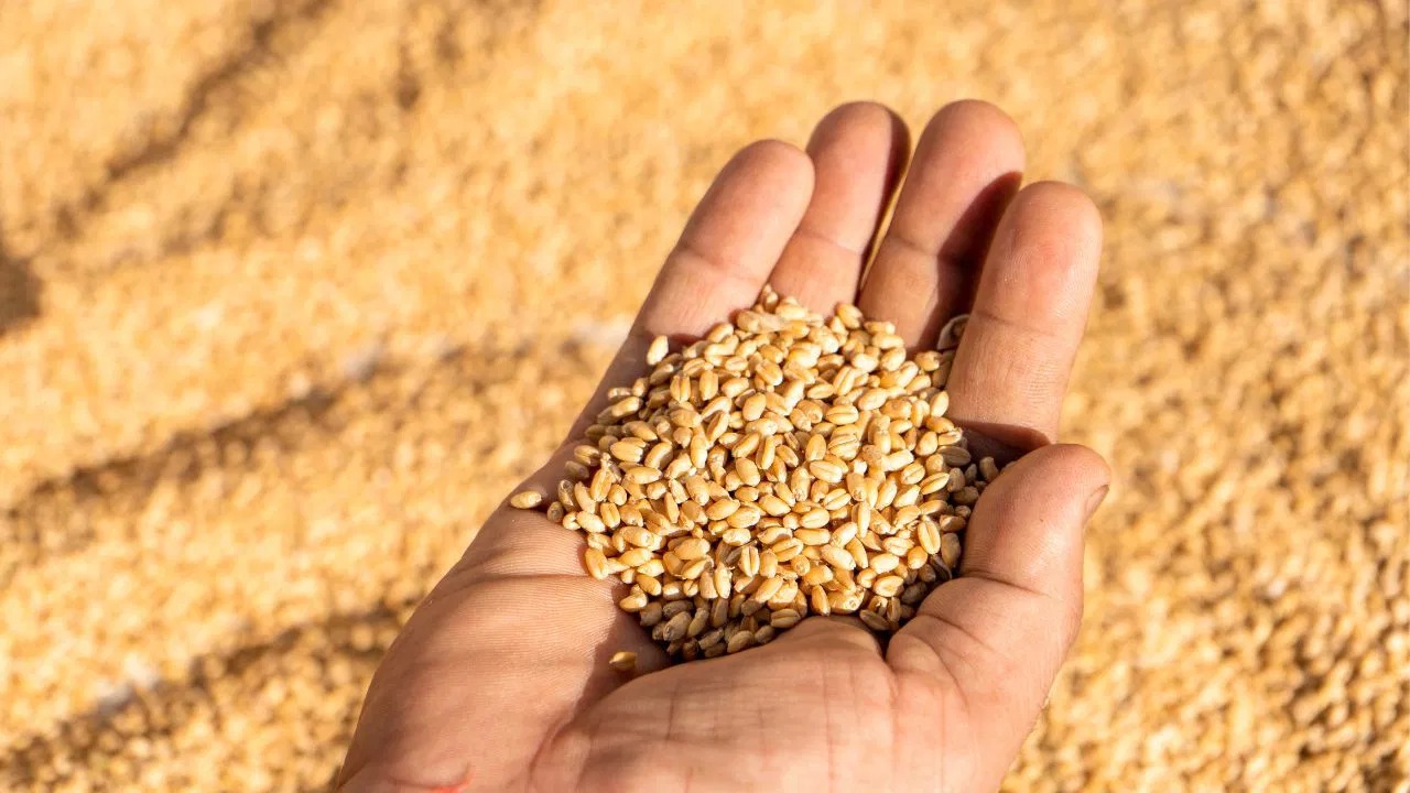 India’s Grain Success: Record Rice and Steady Wheat Stocks Secure Food Future