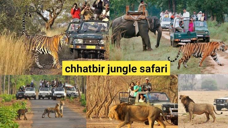 Wild Wonders Await: Unveiling Chandigarh’s Top 5 Safari Escapes of 2025!
