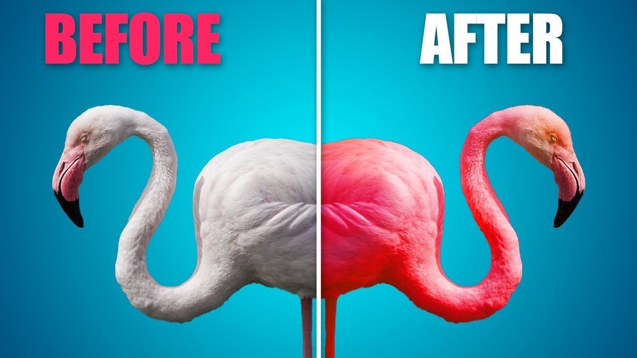 Pink By Nature: The Science Behind Flamingos’ Signature Hue