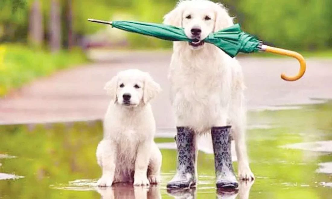 Is Your Rainy Season Routine Making Your Four-Legged Best Friend Sick?