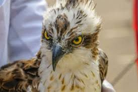 Wings of Wonder: Elko’s Rare Bird Soars Where Few Dare Glide