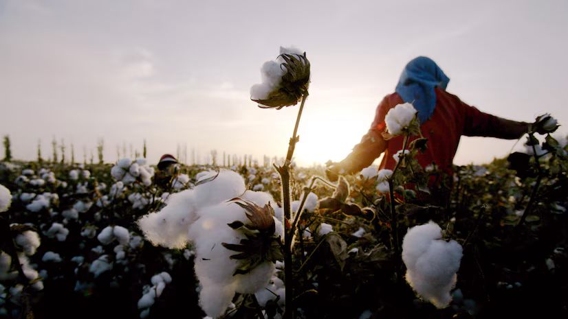 India Faces Mixed Fortunes Amid US-China Trade War: Cotton Gains, Farm Sector Risks